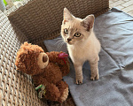 Кошки в Москве: котенок от британской кошки в добрые руки Мальчик, Бесплатно - фото 2