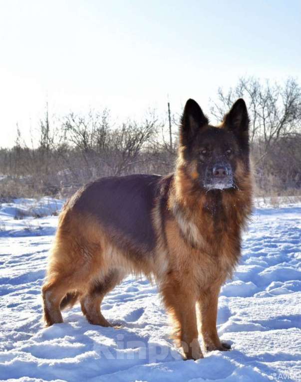 Собаки в Пензе: Щенок немецкой овчарки длинношерстной Мальчик, 35 000 руб. - фото 5