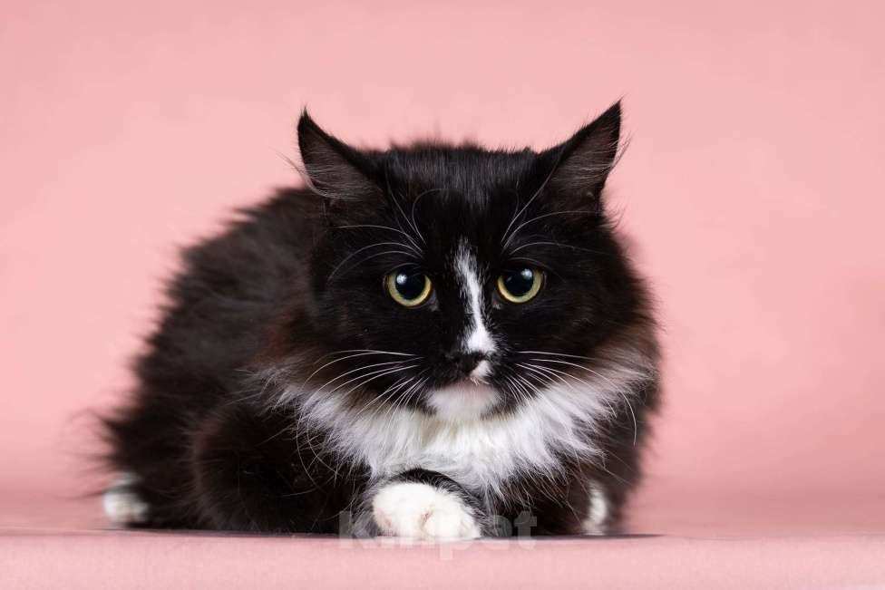 Кошки в Москве: Наоми ищет дом Девочка, Бесплатно - фото 2