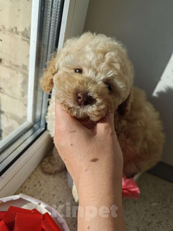 Собаки в Москве: Той пудель девочка  Девочка, 80 000 руб. - фото 3