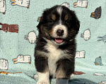 Собаки в Бикине: Аусси Мальчик, 50 000 руб. - фото 2
