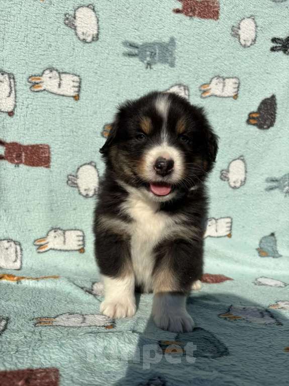 Собаки в Бикине: Аусси Мальчик, 50 000 руб. - фото 2