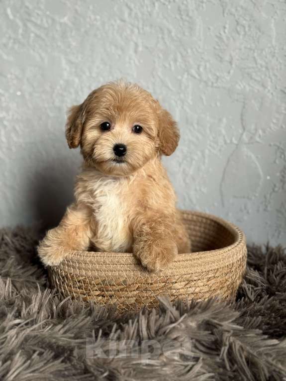 Собаки в Новосибирске: Щенок мальтипу девочка Девочка, 80 000 руб. - фото 1