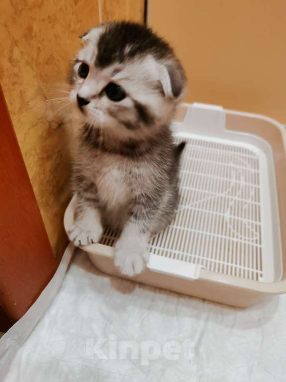 Кошки в Чебоксарах: Мальчик - красавчик Мальчик, Бесплатно - фото 4