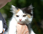 Кошки в Москве: Котенок Бусинка ищет дом Девочка, Бесплатно - фото 6