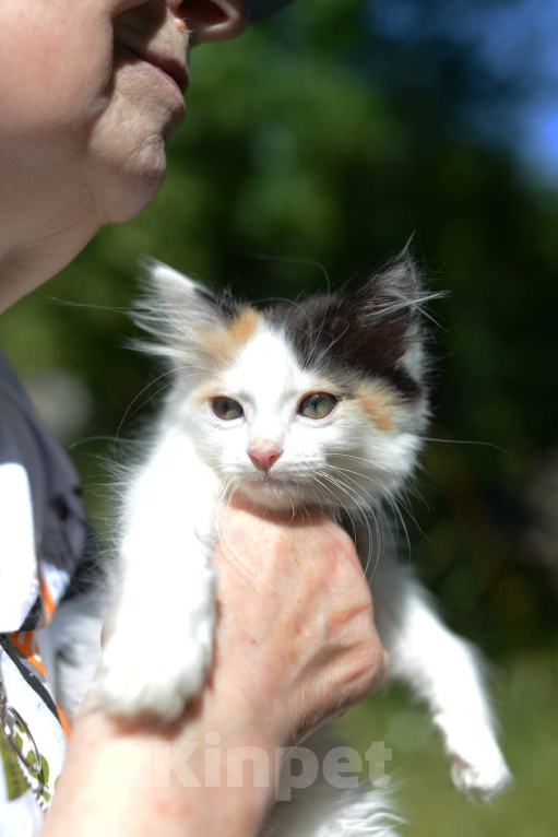 Кошки в Москве: Котенок Бусинка ищет дом Девочка, Бесплатно - фото 6