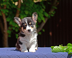 Собаки в Армавире: Мальчишка редкого черноголового окраса Мальчик, 100 000 руб. - фото 4