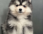 Собаки в Санкт-Петербурге: Мальчик помски  Мальчик, 80 000 руб. - фото 5