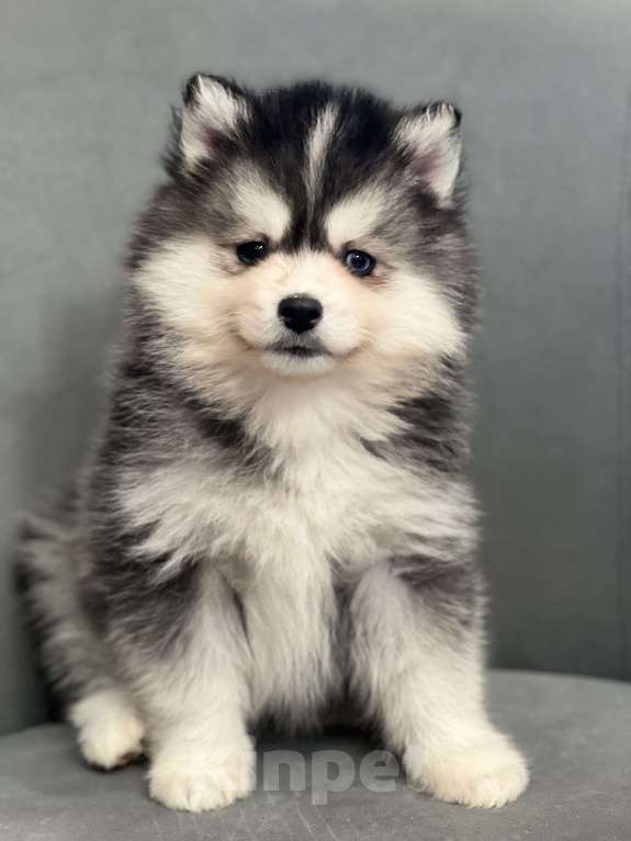 Собаки в Санкт-Петербурге: Мальчик помски  Мальчик, 80 000 руб. - фото 5