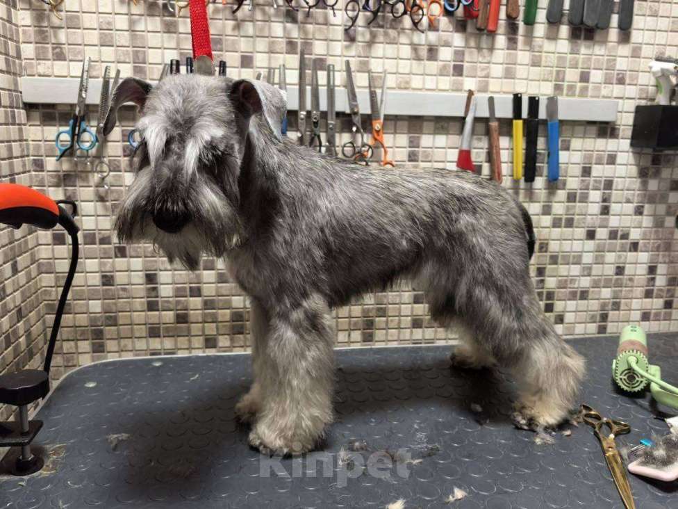 Собаки в других городах Московской области: Пропала собака Девочка, 50 000 руб. - фото 2