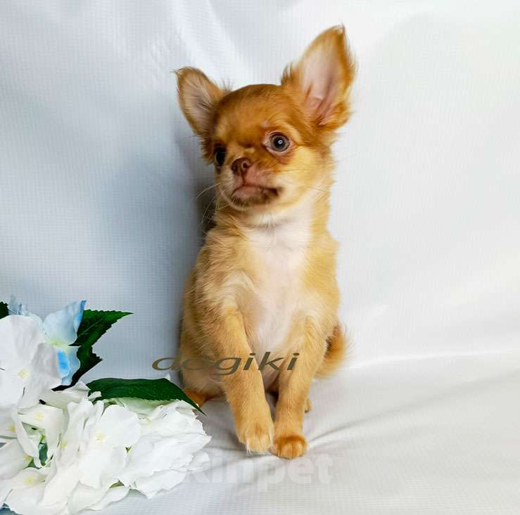 Собаки в Москве: Чихуахуа девочка Девочка, 45 000 руб. - фото 2