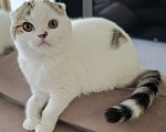 Кошки в Ярославле: Шотландский вислоухий короткошерстный мальчик Мальчик, 35 000 руб. - фото 1