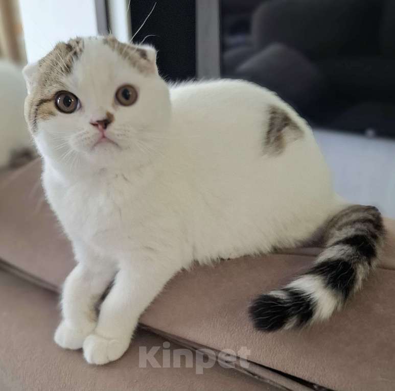 Кошки в Ярославле: Шотландский вислоухий короткошерстный мальчик Мальчик, 35 000 руб. - фото 1