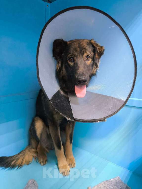 Собаки в Москве: Уже вечером на улицу... Доверчивый дурачок Гаврюша Мальчик, Бесплатно - фото 2