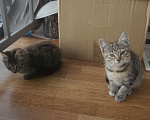 Кошки в Санкт-Петербурге: Отдам даром: Два шустрых котенка в Санкт-Петербурге Девочка, 1 руб. - фото 3