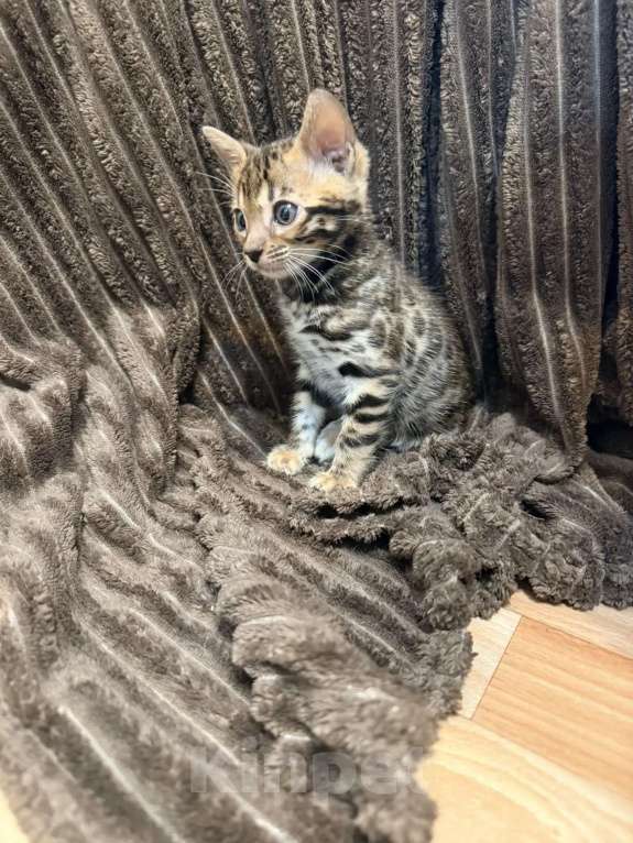 Кошки в Новосибирске: Бенгальский котенок Девочка, Бесплатно - фото 5