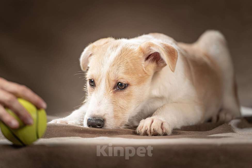 Собаки в Клине: Майло — весёлый озорник, который готов дарить вам улыбки и превращать каждый день в праздник Мальчик, Бесплатно - фото 8