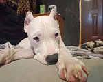 Собаки в Москве: Щенки аргентинского дога Девочка, 20 000 руб. - фото 1