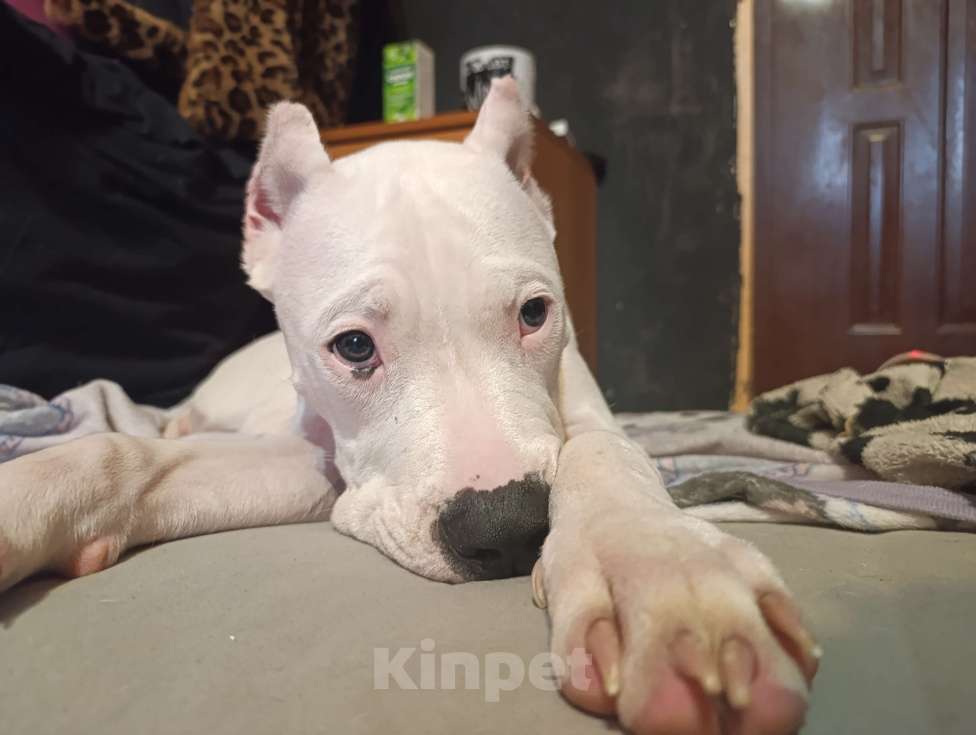 Собаки в Москве: Щенки аргентинского дога Девочка, 20 000 руб. - фото 1
