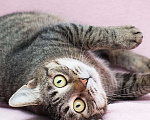 Кошки в Москве: Круглоглазая кошечка в поисках своего счастья Девочка, Бесплатно - фото 1