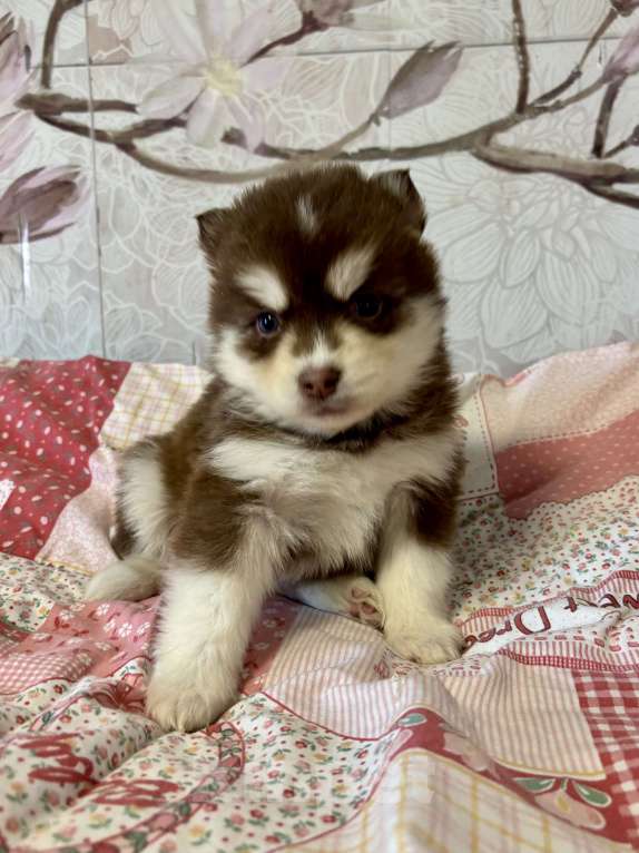 Собаки в Санкт-Петербурге: Щенок Малая Сибирская Собака Хапика Девочка, Бесплатно - фото 1