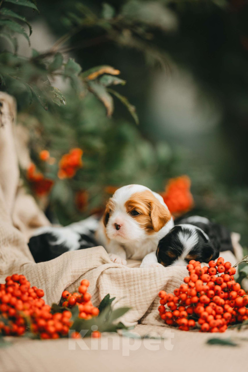 Собаки в Санкт-Петербурге: Питомник Астра Беллатрикс (Astra Bellatrix)представляет помёт Девочка, 150 000 руб. - фото 2