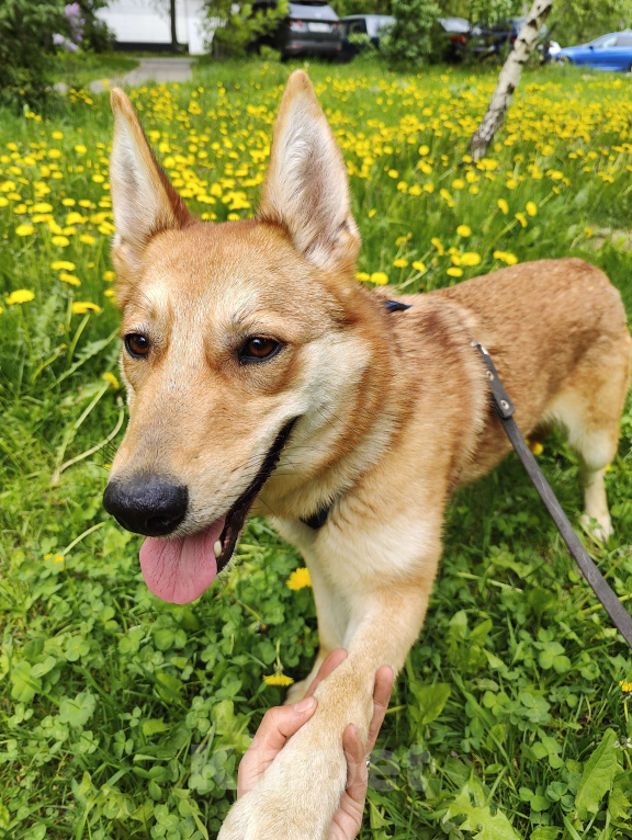 Собаки в Москве: Рыжее солнышко Иванка ищет дом Девочка, Бесплатно - фото 5