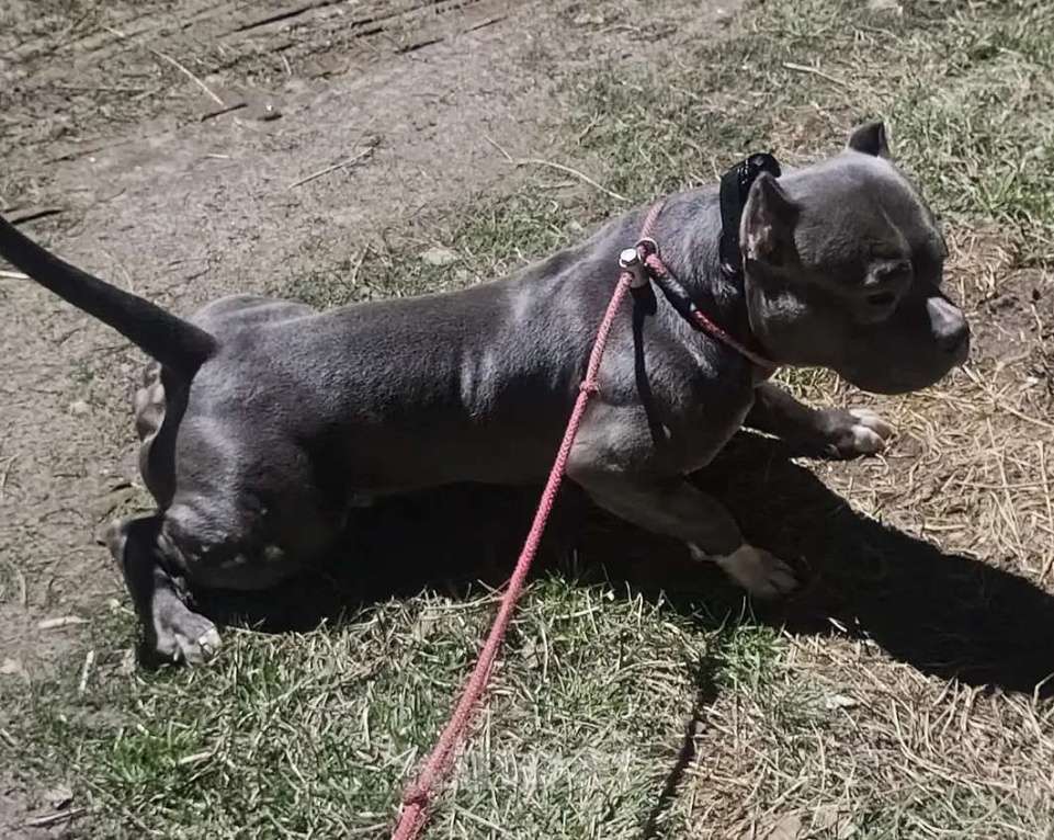 Собаки в Боровске: Американский булли ищет невесту Мальчик, Бесплатно - фото 4