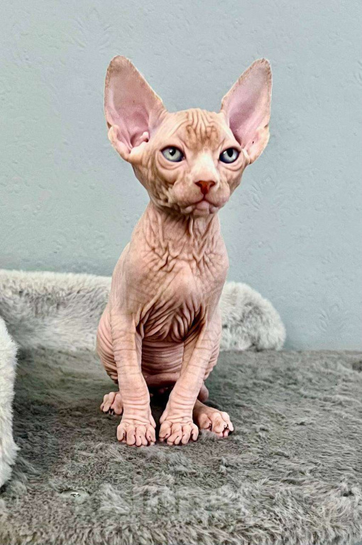 Кошки в Москве: Канадский сфинкс Мальчик, 75 000 руб. - фото 1