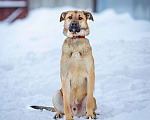 Собаки в Солнечногорске: В добрые руки Мальчик, Бесплатно - фото 5