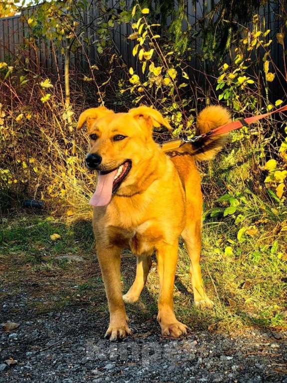 Собаки в Санкт-Петербурге: Золотая собака - уникальные уши и доброе сердце Девочка, Бесплатно - фото 7