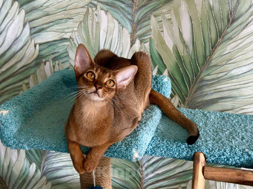 Кошки в Краснодаре: Абиссинская кошечка Девочка, 30 000 руб. - фото 2