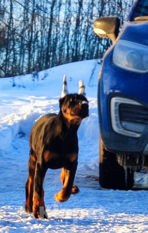 Собаки в Ялте: Великолепная, купированная девочка добермана Девочка, Бесплатно - фото 8
