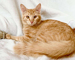 Кошки в Москве: Рыжий котик Фокс в добрые руки Мальчик, Бесплатно - фото 8