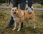 Собаки в Санкт-Петербурге: Собаки из приюта: смышлёная Катрин Девочка, Бесплатно - фото 8