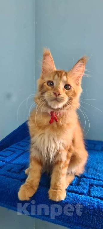 Кошки в Самаре: Котёнок породы Мейн-кун, MCO feemale Nifertiti, color d Девочка, 40 000 руб. - фото 3