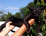 Кошки в Калининграде: Предлагаю ориентального котёнка Мальчик, 35 000 руб. - фото 5