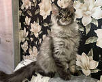 Кошки в Москве: Продажа Мальчик, 40 000 руб. - фото 2