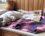 Кошки в Рязани: Котик, Бесплатно - фото 2