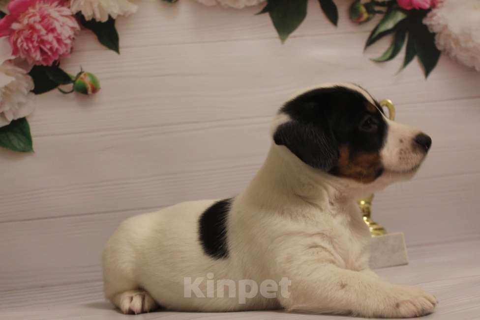 Собаки в Москве: Щенки джек рассел терьера Девочка, 15 000 руб. - фото 3