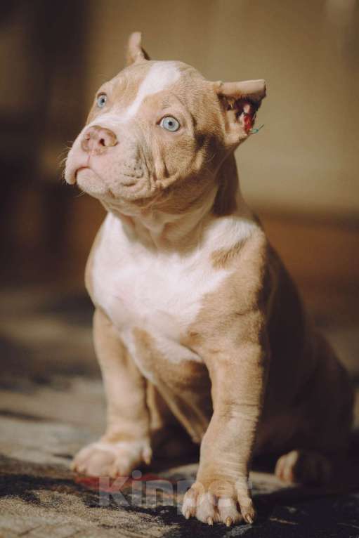 Собаки в Москве: Щенки Американского булли  Девочка, 150 000 руб. - фото 3
