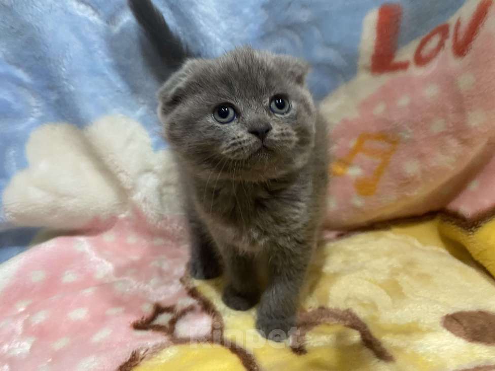 Кошки в Санкт-Петербурге: Вислоухая Королевна Девочка, 7 000 руб. - фото 4