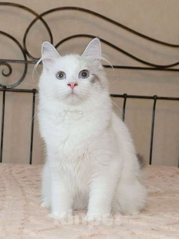 Кошки в Москве: Продаются сибирские и невские маскарадные котята Девочка, Бесплатно - фото 5