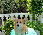 Собаки в Вологде: Стиль Лайф Ари-Ури.  Дата рождения 09.03.23  Мальчик, 70 000 руб. - фото 3