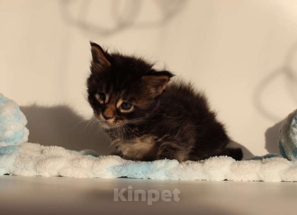 Кошки в Екатеринбурге: Котёнок мейн-кун Цезарь Мальчик, 70 000 руб. - фото 6