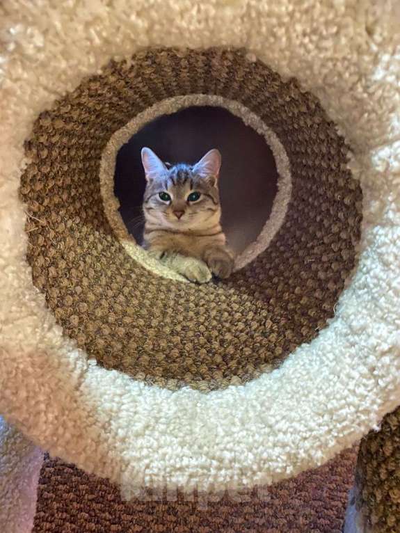 Кошки в Москве: Грейс (почти Келли) Девочка, Бесплатно - фото 4