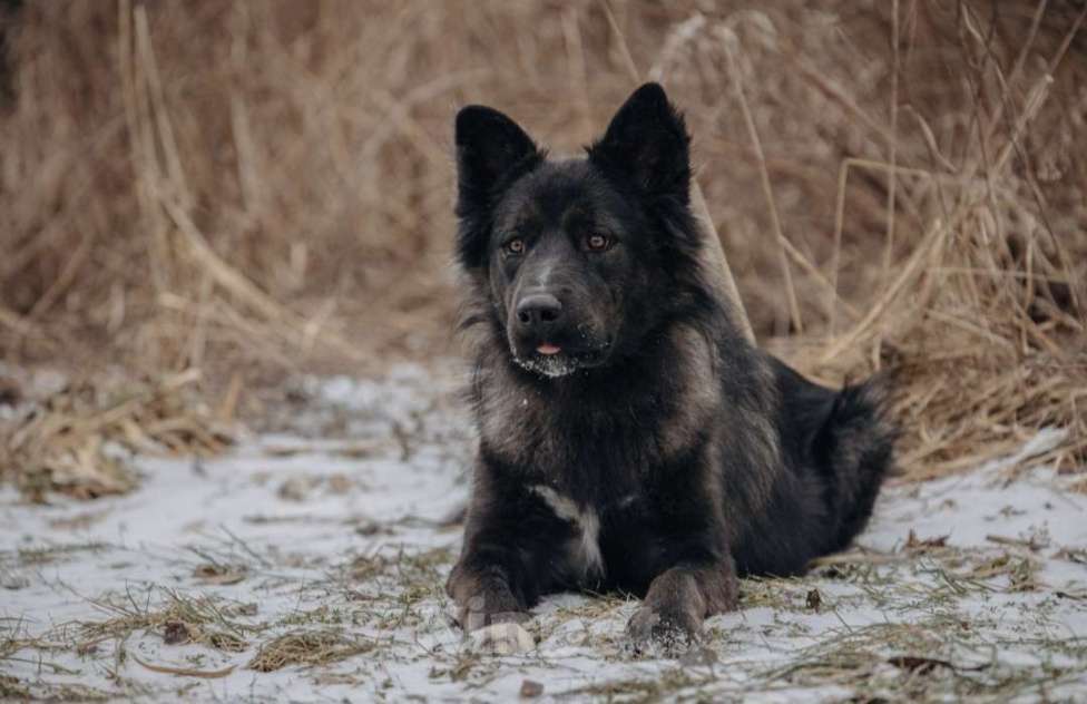 Собаки в Домодедово: В добрые руки Мальчик, Бесплатно - фото 9
