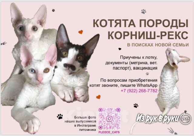 Кошки в Надыме: Котята корниш-рекс, 15 000 руб. - фото 1