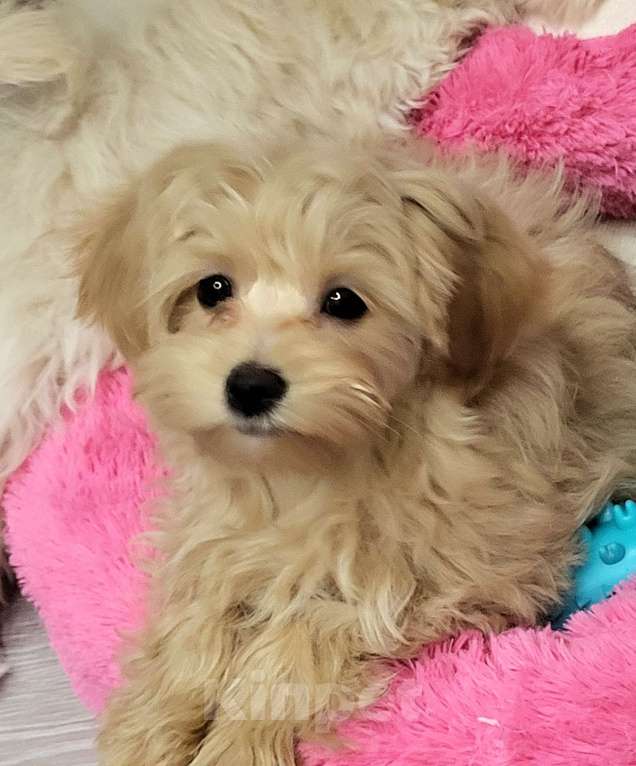 Собаки в Москве: Мальтипуf1  мини Девочка, Бесплатно - фото 2