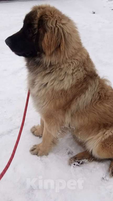 Собаки в других городах Московской области: Подрощенный щенок леонбергера Девочка, 40 000 руб. - фото 6